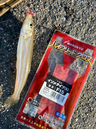 キスの釣果