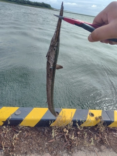 ダツの釣果