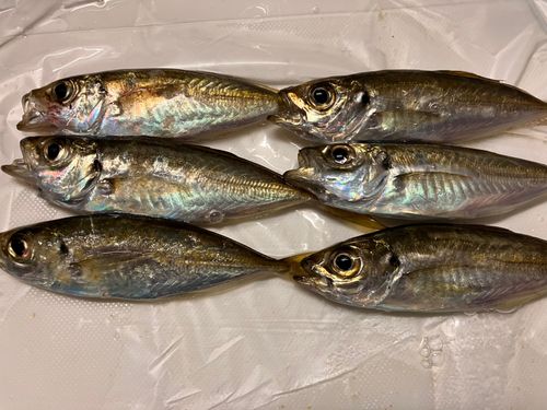 アジの釣果