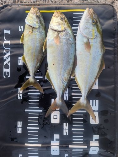 ネリゴの釣果
