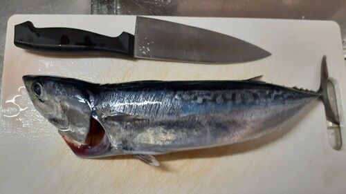 ソウダガツオの釣果