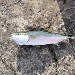ワラサの釣果