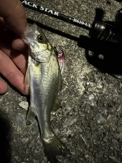 セイゴ（マルスズキ）の釣果