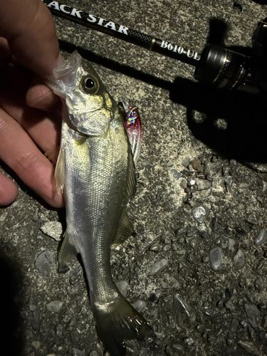 セイゴ（マルスズキ）の釣果