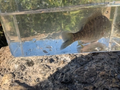 ブルーギルの釣果