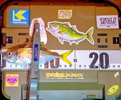 マアジの釣果