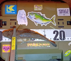 トカゲゴチの釣果