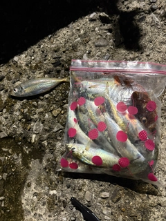 アジの釣果