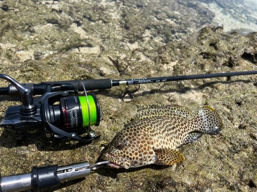 イシミーバイの釣果
