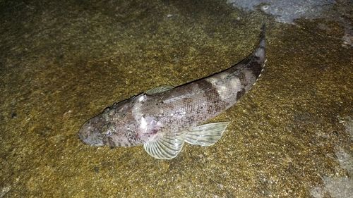 マゴチの釣果