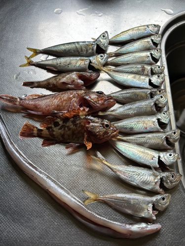 アナゴの釣果