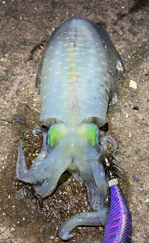 アオリイカの釣果