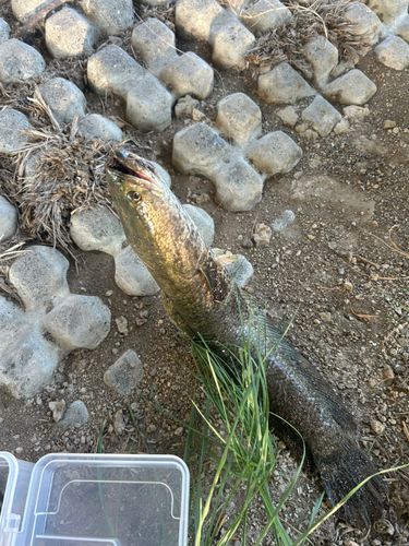 ライギョの釣果