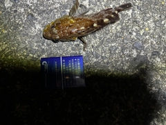 ガシラの釣果
