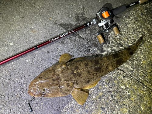 マゴチの釣果