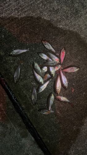 スズメダイの釣果