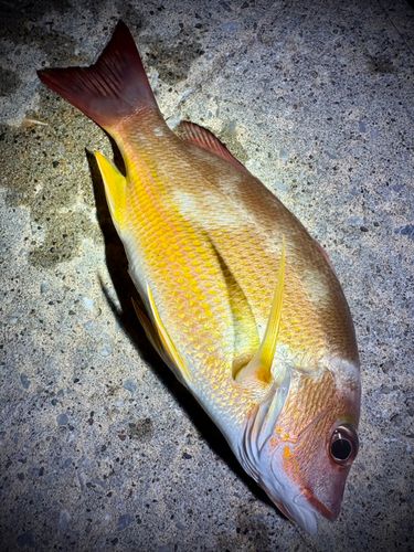 シブダイの釣果