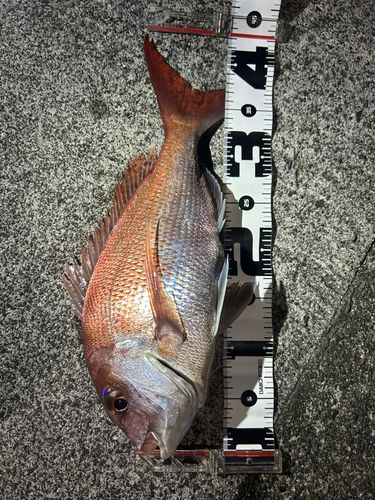 タイの釣果