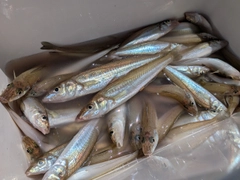 シロギスの釣果