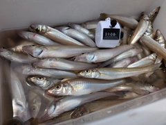 シロギスの釣果