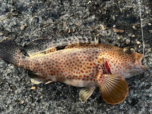 ノミノクチの釣果