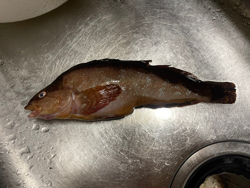 クジメの釣果