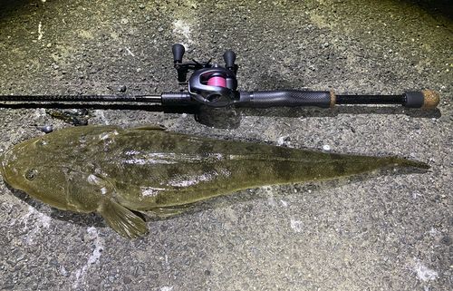 マゴチの釣果