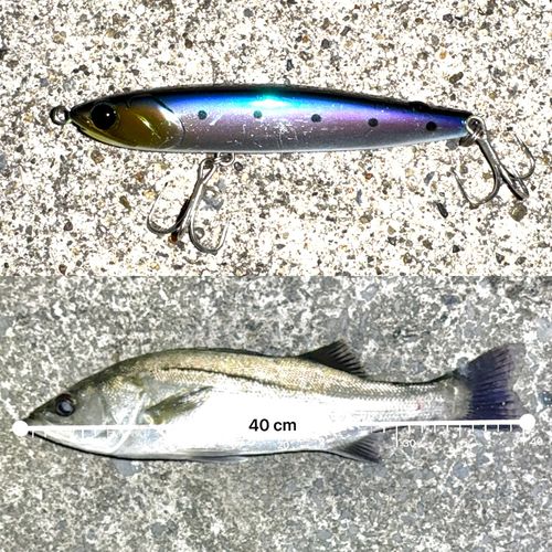 シーバスの釣果