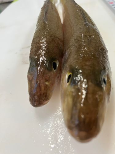 キスの釣果