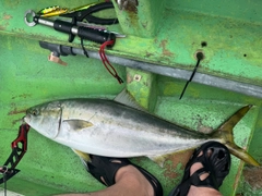 ブリの釣果