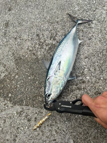 マルソウダの釣果