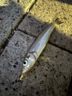 キスの釣果