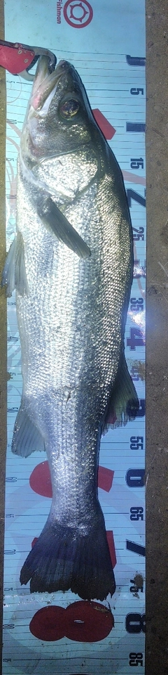 ヒラスズキの釣果
