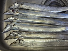 タチウオの釣果