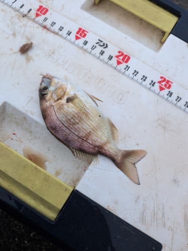 チャリコの釣果