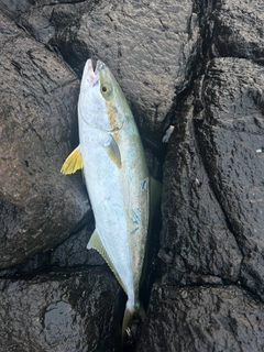 ヒラマサの釣果