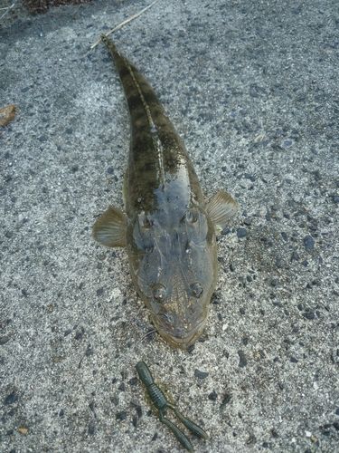 マゴチの釣果