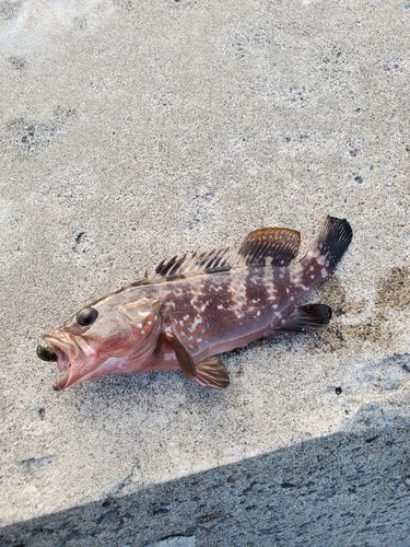 キジハタの釣果
