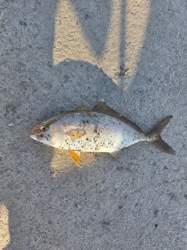 ショゴの釣果