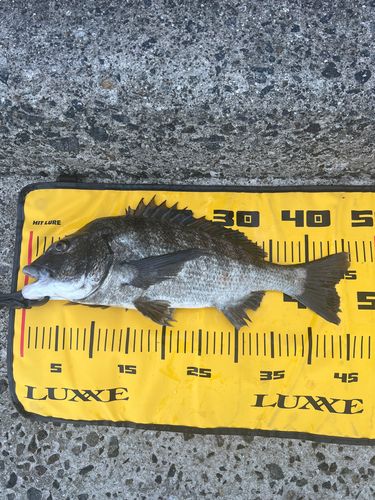 クロダイの釣果