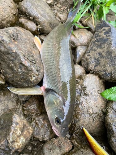 ウグイの釣果
