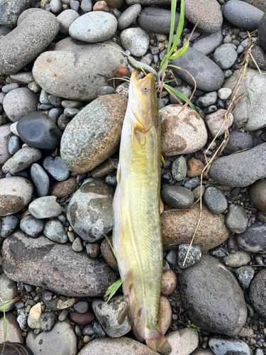 ナマズの釣果