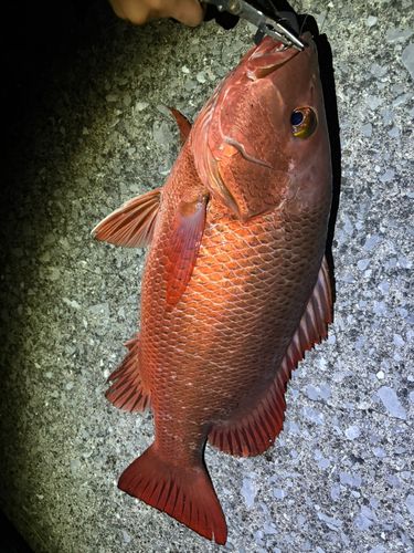 マングローブジャックの釣果
