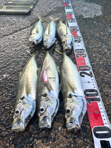 アジの釣果