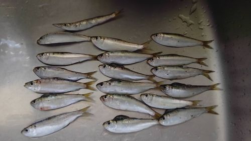 ママカリの釣果