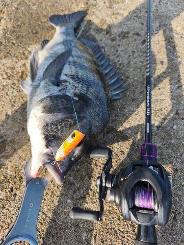 チヌの釣果
