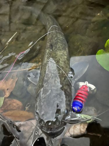 ナマズの釣果