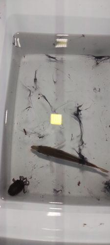 ミミイカの釣果