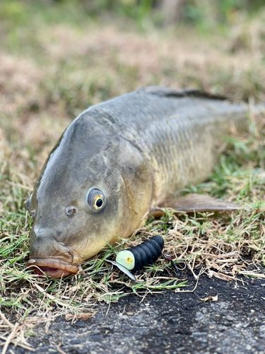 コイの釣果