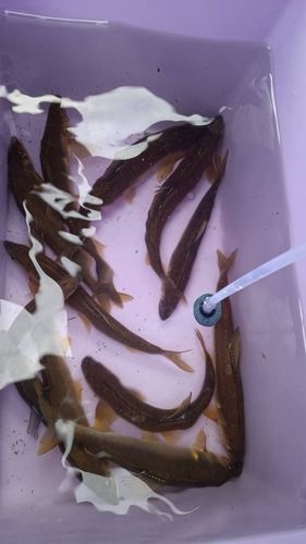 アユの釣果